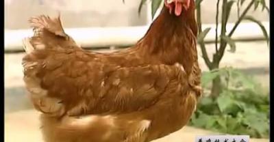 蛋鸡养殖如何达到利润最大化？