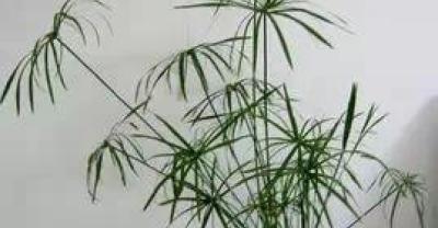庭院小规模养殖黄鳝技术要点