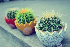 仙人球的作用 仙人球的种植方法