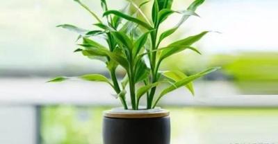 教你如何种植好花卉？