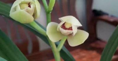 大田县百香果（西番莲）种植技术