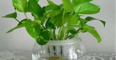 范航说花 适合种植在阳台的月季品种推荐（家庭种植）