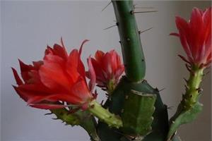 防辐射植物的工作原理 哪些植物防辐射