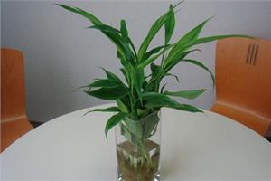 6种非常适合水养的植物 你喜欢哪一种