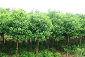 香樟树的种植时间及方法介绍