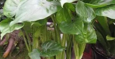 硝化细菌的作用:不花钱使鱼缸水变清澈 1 2 3 4 5 6硝化细菌在水产养殖中的应用详解！