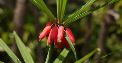 种植老俗语，你知道吗？