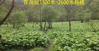 王远勤口腔种植牙修复专家-种植牙的优势