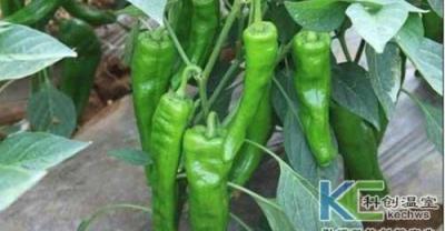 葡萄种植技术——花序拉长