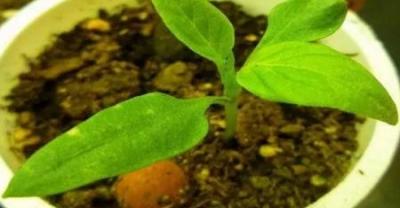 六月柑橘种植管理注意事项