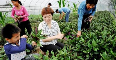 农民种植蔬菜，种植技术有讲究，黄瓜追肥的要点你知道吗