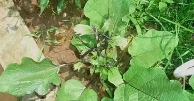 农药、杀菌剂灌根这样做！用药量的配比要精确
