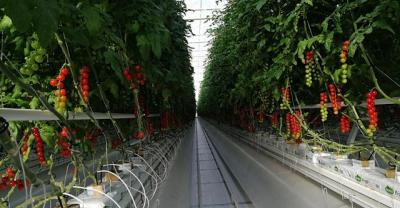 大唐荣耀全员BE大结局 大唐荣耀因结局虐心被称大唐农药
