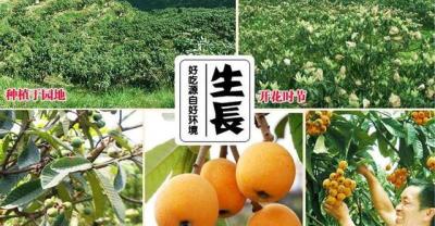 教你如何种植黑枸杞