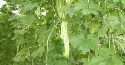 盆栽蔬菜的种植技术要点