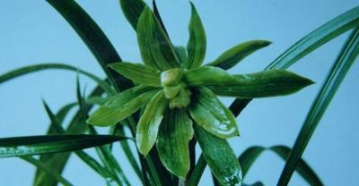 麦秆菊种植方法和注意事项