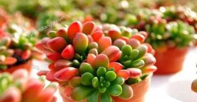 养花技巧：姬胧月的养殖方法