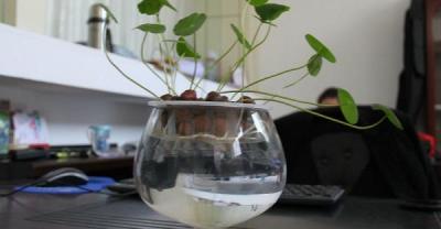 1月份种植草莓的6招，接好了！