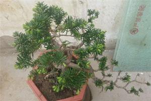 枷罗木怎么养好 养殖枷罗木的注意事项