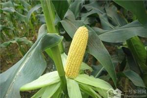 甜玉米是如何种植的 甜玉米种植技术介绍