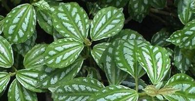 珍珠蚌规范养殖成我国传统渔业绿色养殖转型新标杆