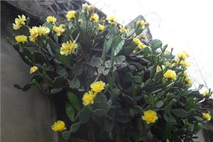 仙人掌也会开花 快看看让仙人掌开花的条件