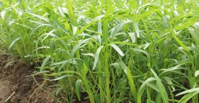 烤瓷牙和种植牙哪样好？