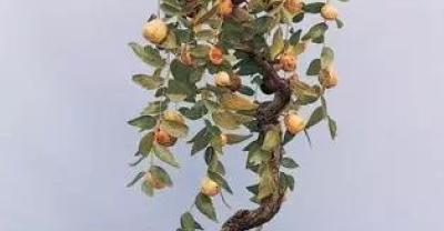 盆栽冰菜的种植方法
