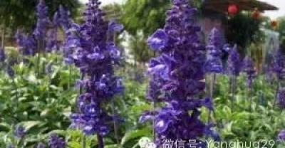 山羊养殖，你养对了吗