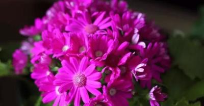菊花养殖方法大全 菊花怎么养