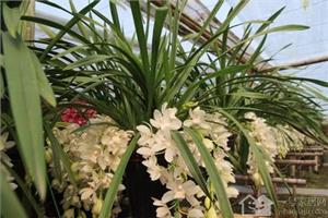 大蕙兰的花期是什么时候 大花蕙兰如何养殖
