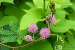 有关含羞草的资料 含羞草害羞的原因