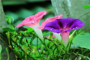 牵牛花的生长习性 牵牛花的花语是什么