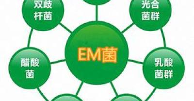 感受清新生活 了解剑兰的养殖方法