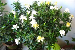 室内养栀子花可以吗 栀子花的花期是什么时候