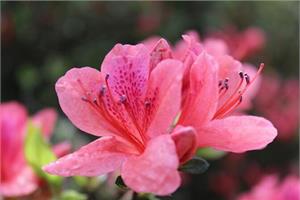 杜鹃花的养殖方法 “养”出五彩缤纷的生活