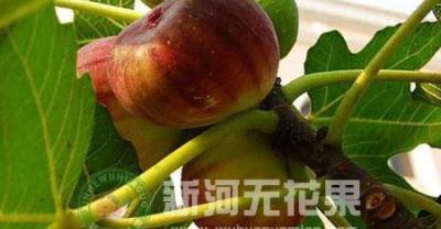马上发财！发财树种植方法