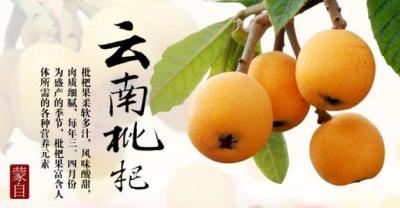 枇杷种植能否脱颖而出？你怎么看