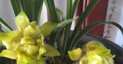 花友这样给兰花浇水，从来没有浇死过，学会了你也可以