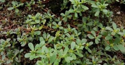 芍药花的种植及养殖方法