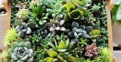 关于种植牙，您知多少？