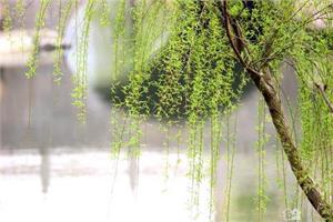 治疗和修补受伤的垂柳 净化城市的空气和美化城市的环境