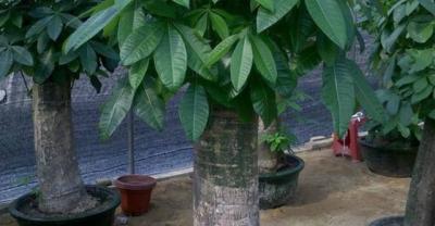 “两菜”种植绿色过冬