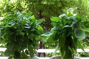 适合家养的12种驱蚊植物 选一种你喜欢的
