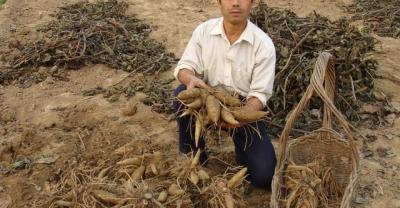 城市阳台蔬菜种植技术