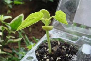 小扁豆如何种植栽培 小扁豆食用价值与作用