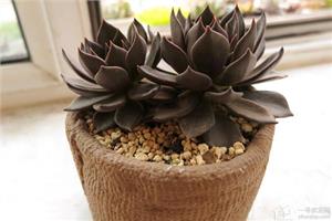 黑王子是什么 黑王子如何种植好