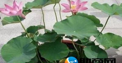 2017年农村种植什么最赚钱？