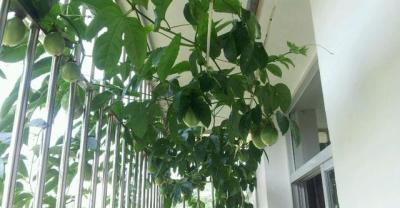 花卉的种植方法及繁殖——风信子