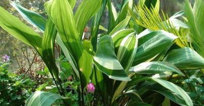 适合家庭养殖的花草植物排名